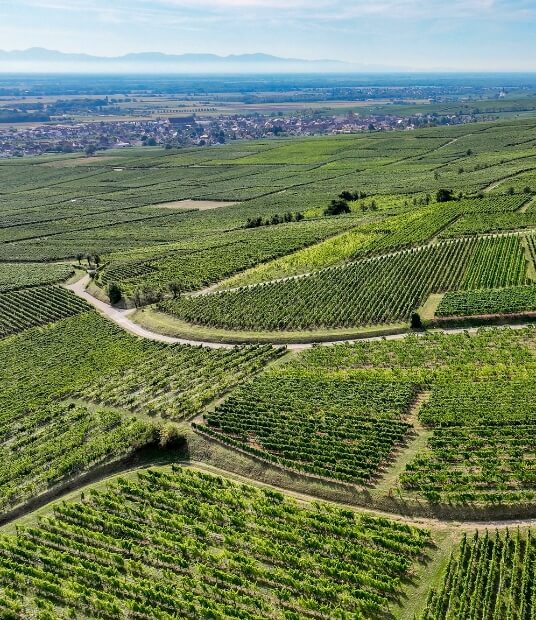 The wine route in Alsace by bike