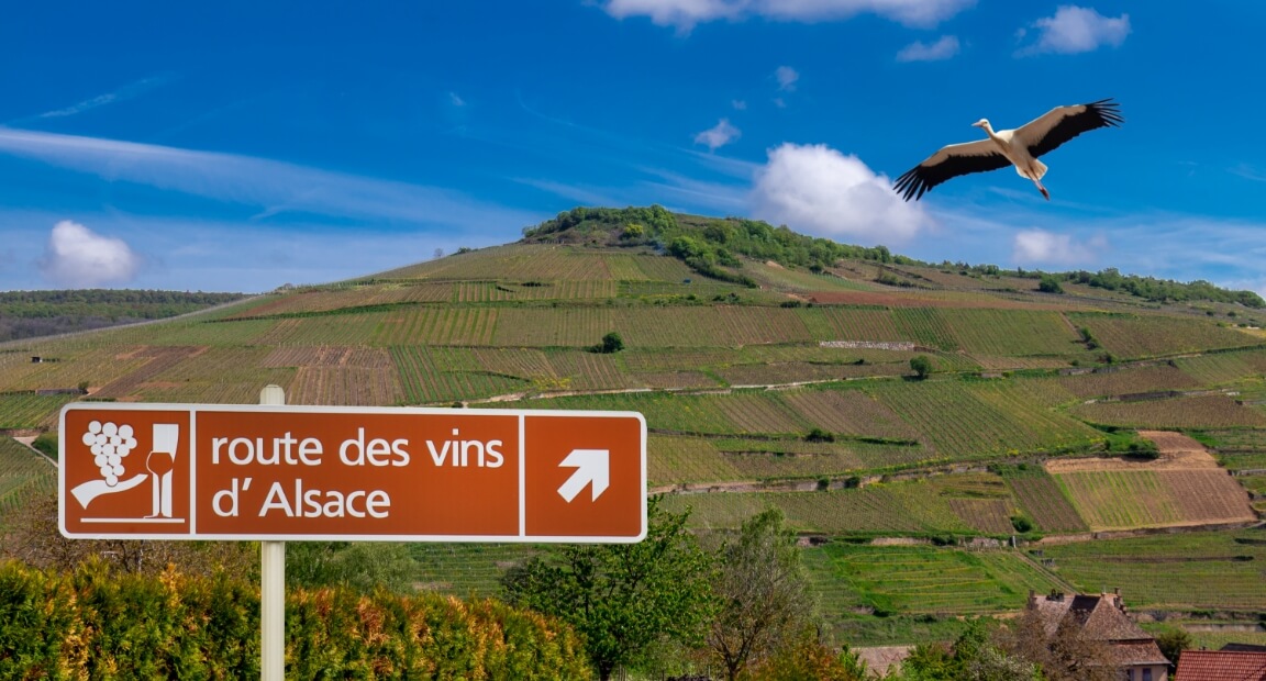 Au départ du camping le Médiéval à Turckheim, partez à la découverte de la route des vins d'Alsace